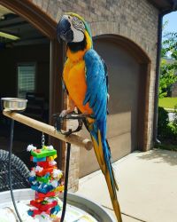 Congo African Grey,Cockatoo,Hyacinth Macaw Parrots for sale