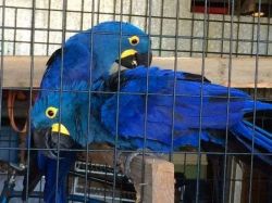 Pair Hyacinth Macaws