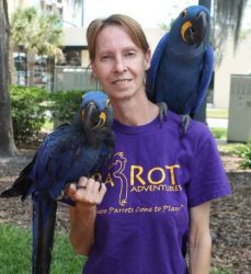 well tamed hyacinth macaw parrots available