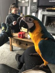 BGGFD Female Macaw FOR SALE