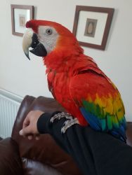 Beautiful Cuddly Tame Military Macaw