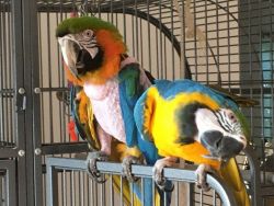 Pair Of Macaws For Sale