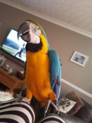 Hand Reared Silly Tame Blue & Gold Macaw parrots (xxxxxxxxxx).
