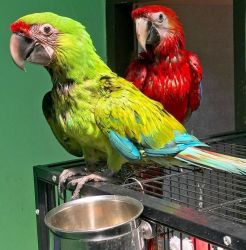 Pair Of Breeding Blue and Gold Parrots