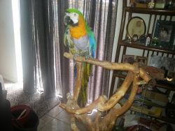 Macaws forsale