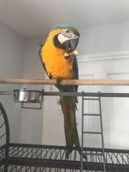 Macaw Baby With Cage Etc