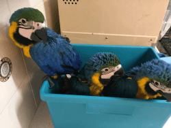 Blue and gold macaws parrots currently available