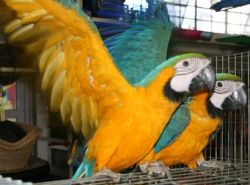 Baby Blue And Gold Macaw