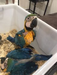 Healthy Blue and Gold Macaw Parrots