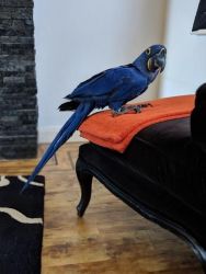 Cute Hyacinth Macaw Parrots for Sale