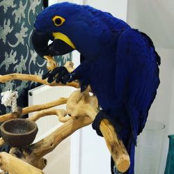 Here is my Hahns macaw, Sally. 2 years old very tame.