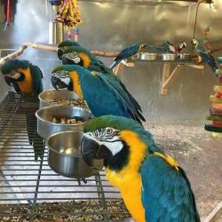 Fabulous Blue And Gold Macaw Babies