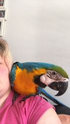 Blue And Gold Macaw Tame