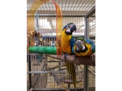 DNA papers 2 year old male Blue & Gold Macaw