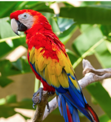 Scarlet Macaw For sale