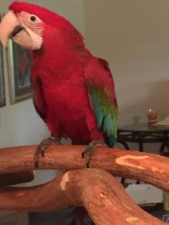 Scarlet and green wing macaws for sale