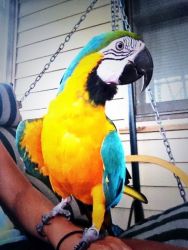 Blue And Macaw For Sale