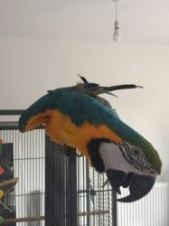 Handreared Blue And Gold Macaw