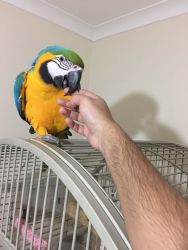 Breeding Pair Of Macaws