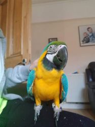 Beautiful Baby Macaw (2 Years Old)