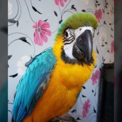 Blue And Gold Super Tame Macaw