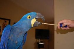 DNA Tested Hyacinth Macaws Parrots