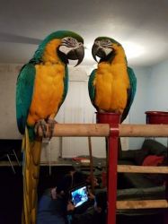 Hand Reared Blue & Gold Macaws