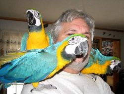 Brilliant Macaw Parrots Available
