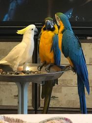 Blue and gold macaws for adoption