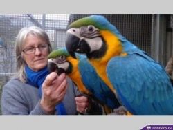 Blue And Gold Macaw Parrots For New Home Available