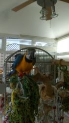 Very Healthy And Active Blue & Gold Macaw