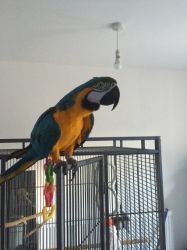 Baby Blue and Gold Macaw Bird available