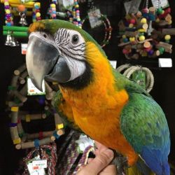 Catalina Macaw Baby Available