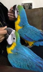 Gold Macaw Parrots