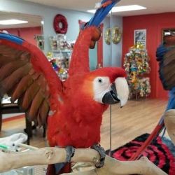 Beautiful Scarlet Macaw BABY Available