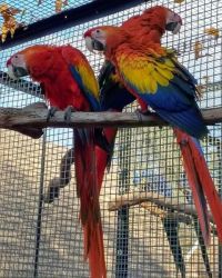 Bonded Hand-reared Scarlet Macaw Parrots Ready