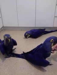 Hyacinth macaw parrots for sale