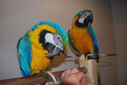 Hand reared baby blue and gold macaw babies available now