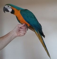 Hand Reared Baby Macaw Parrot Available