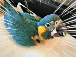 Blue Throat (Caninde) Macaw -Baby DNA'd Female