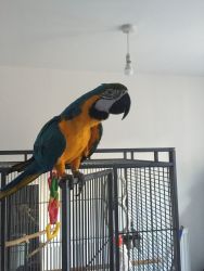 Blue and Gold macaw parrots ready to go