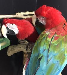 Male Greenwing Macaw Parrots