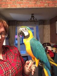 Hand Reared Blue and Gold Macaw With Everything