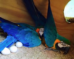 Fertile Parrot Eggs and Parrots For Sale .