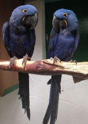 Lovely Pair Of Hyacinth Macaw Birds