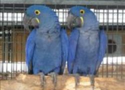 Pair Hyacinth Macaws