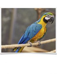 Blue and Gold Macaw