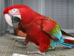 Green-wing macaw for sale cal/text, (xxx) xxx-xxx1