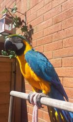Blue Gold Macaw Parrot