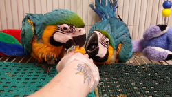 Extremely beautiful baby blue and gold macaws